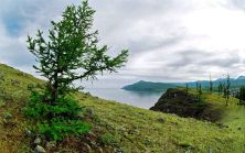 siberia dmfull14.jpg
